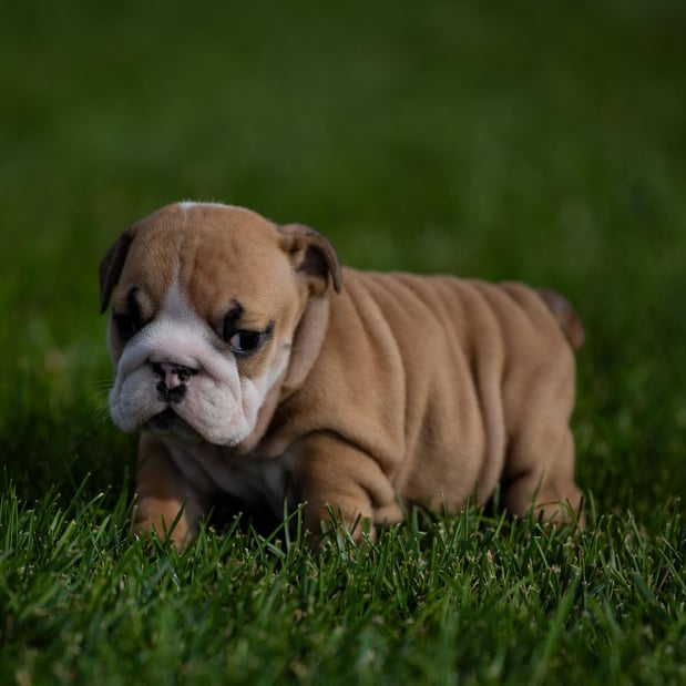 Images Gold Paw Canine