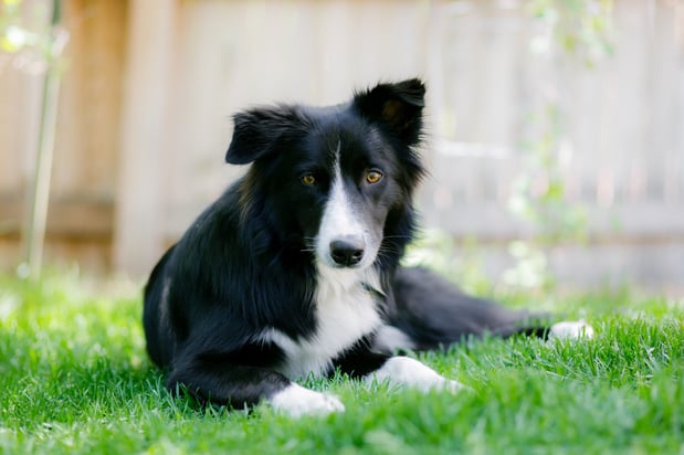 Images Baird's Animal Hospital