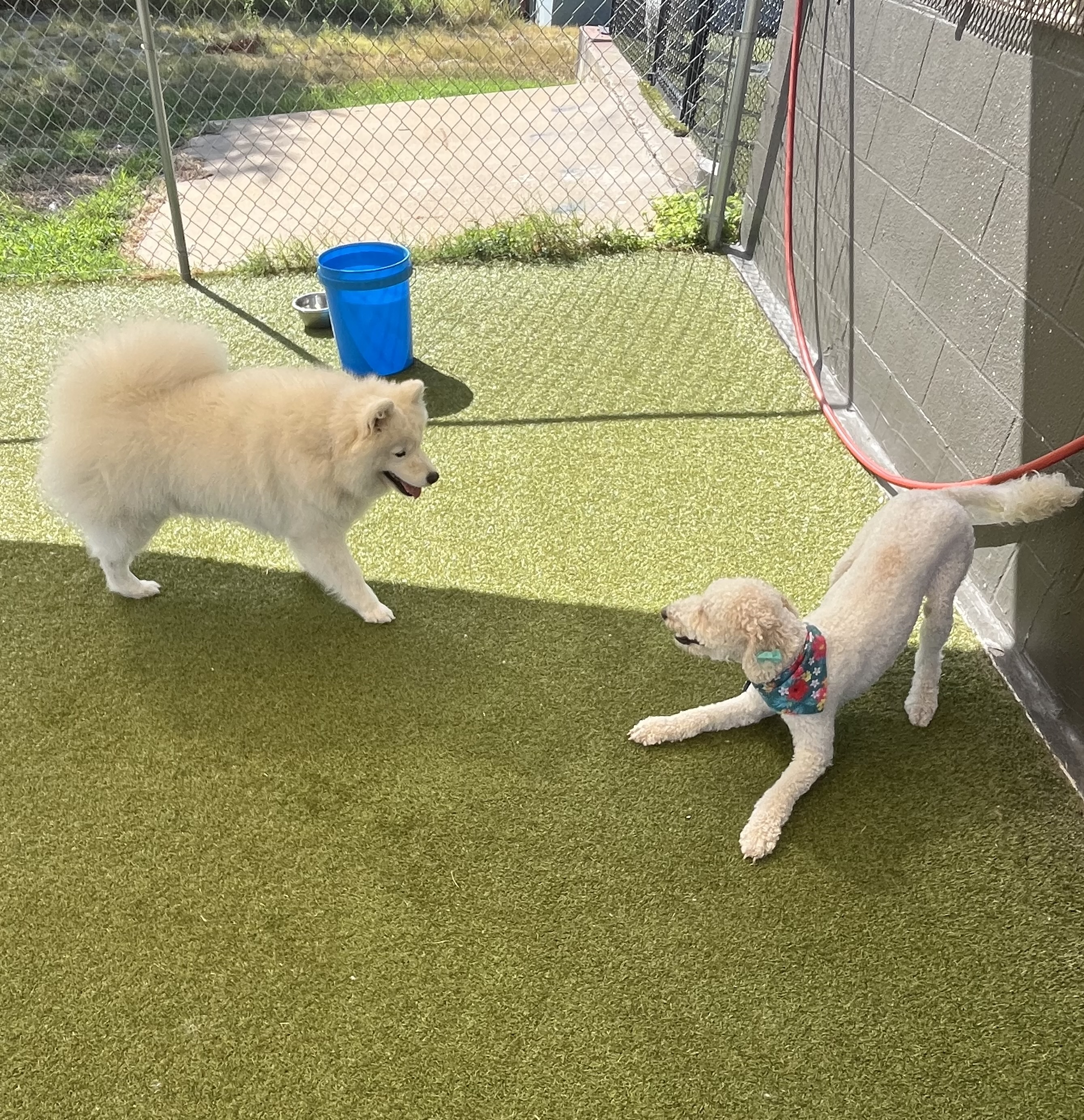 Two dogs interacting playfully in the outdoor daycare yard on artificial grass. 