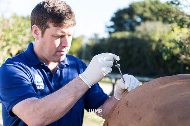 Images Palm Beach Equine Clinic