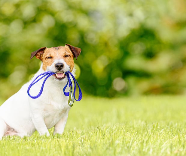 Images Great Outdogs