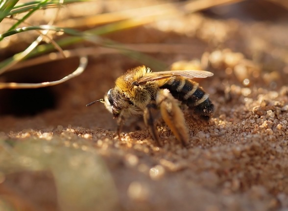 Bilder Bienen umsiedeln & Bienennest entfernen in Zürich