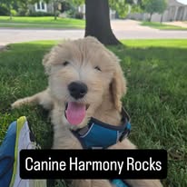 Images Canine Harmony