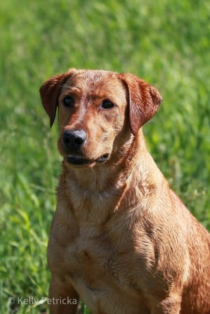 Images Quick Trigger Kennels
