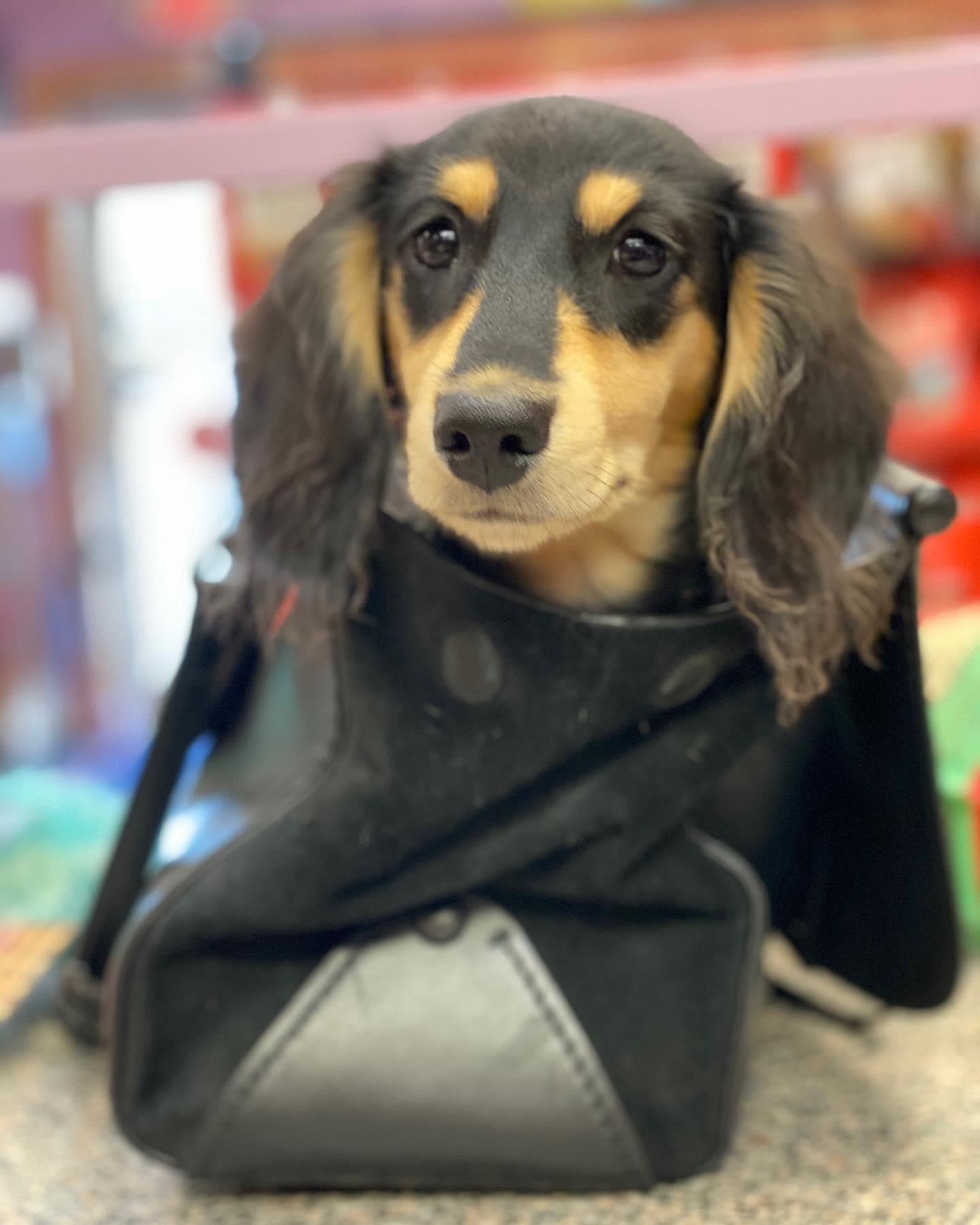 Unleashed is a locally owned family operated business in New Hampshire. We are a one-stop pet store offering a personalized customer experience to every visitor that walks through our door.
