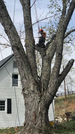 Images Poppen Tops Tree and Home Solutions