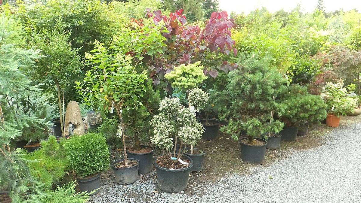 Bambus-Baumschule Ulrich Wilumeit, Nußbaumallee 71 in Darmstadt