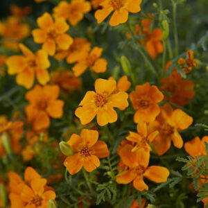 Saatgut Dillmann Patrick Dillmann, Daimlerstr. 10 in Berglen