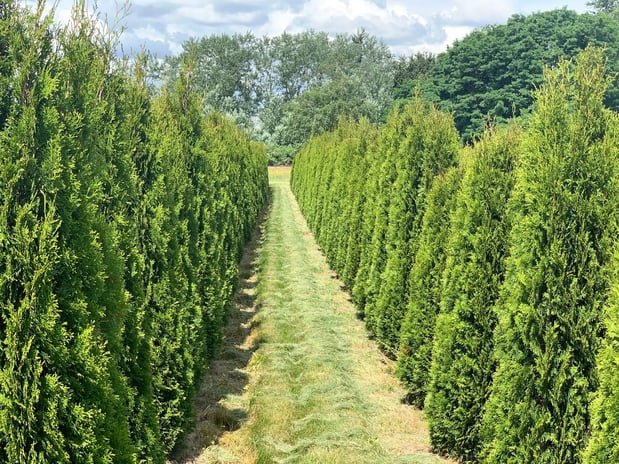 Images deWilde Wholesale Nurseries, Inc.