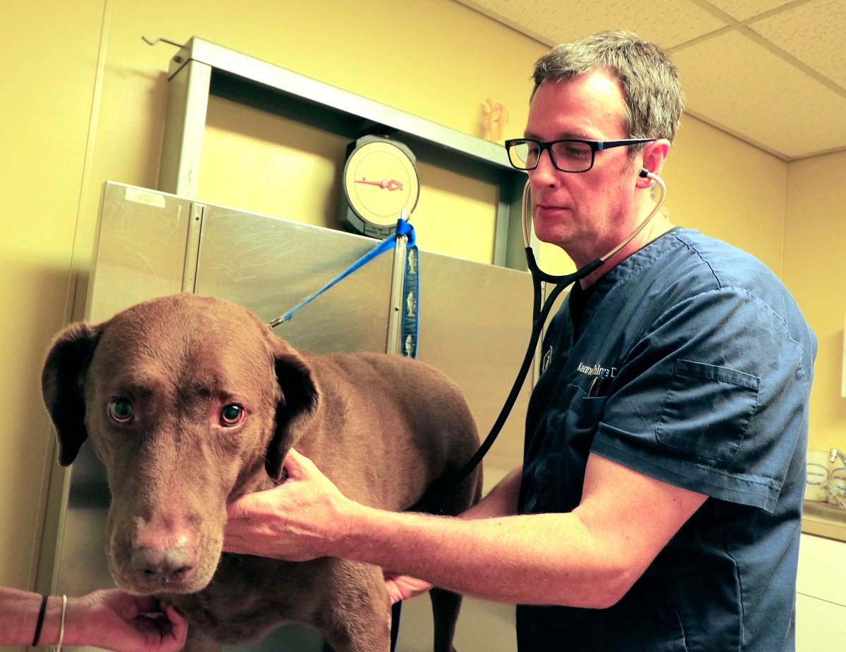 During this dog’s annual wellness exam, Dr. Kenneth Palmer, DVM, gently listens to the heart and lungs using a stethoscope.