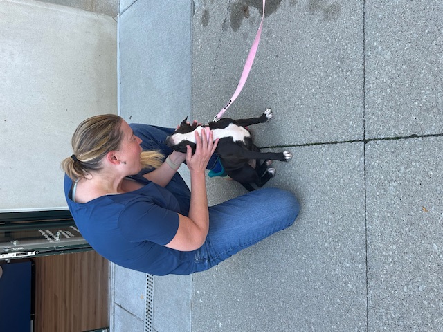 CityVet | Carmel small dog client!