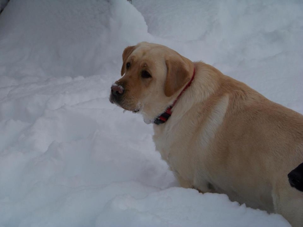Images Atlantic Highlands Animal Hospital