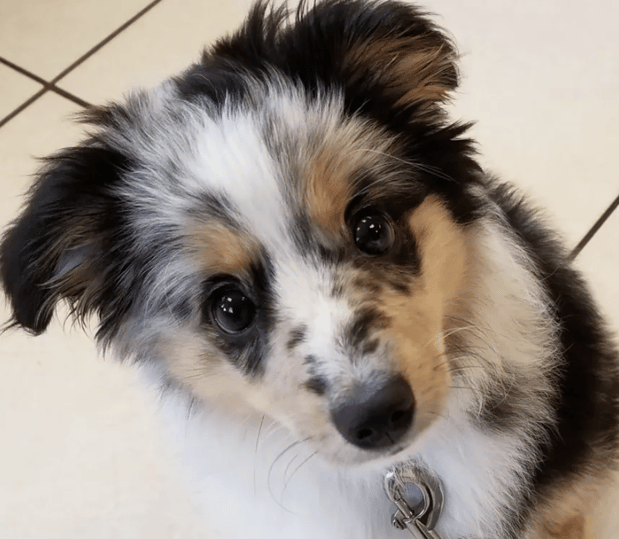 Images Amesbury Animal Hospital