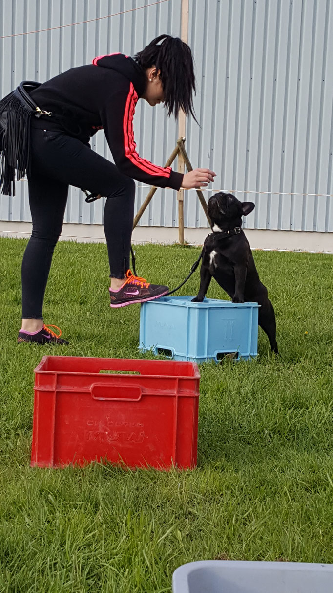 Hundeschule Zürioberland, Ufgäntstrasse 6 in Bubikon