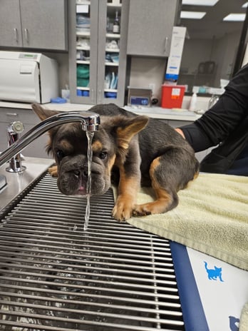 Images VetExpress Animal Urgent Care