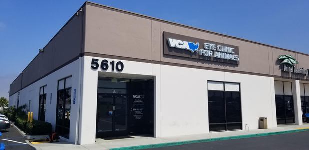 Images VCA Eye Clinic for Animals