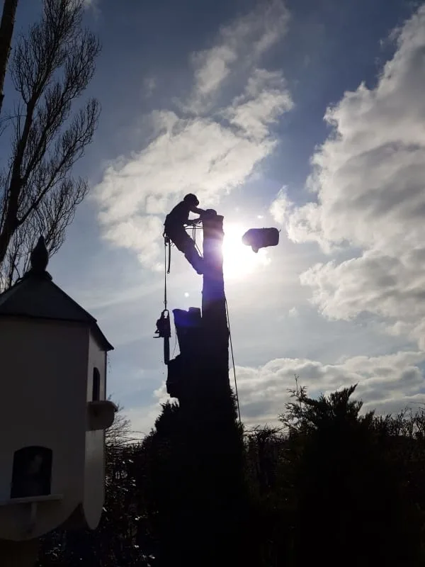 Images Poplar Tree Services Ltd