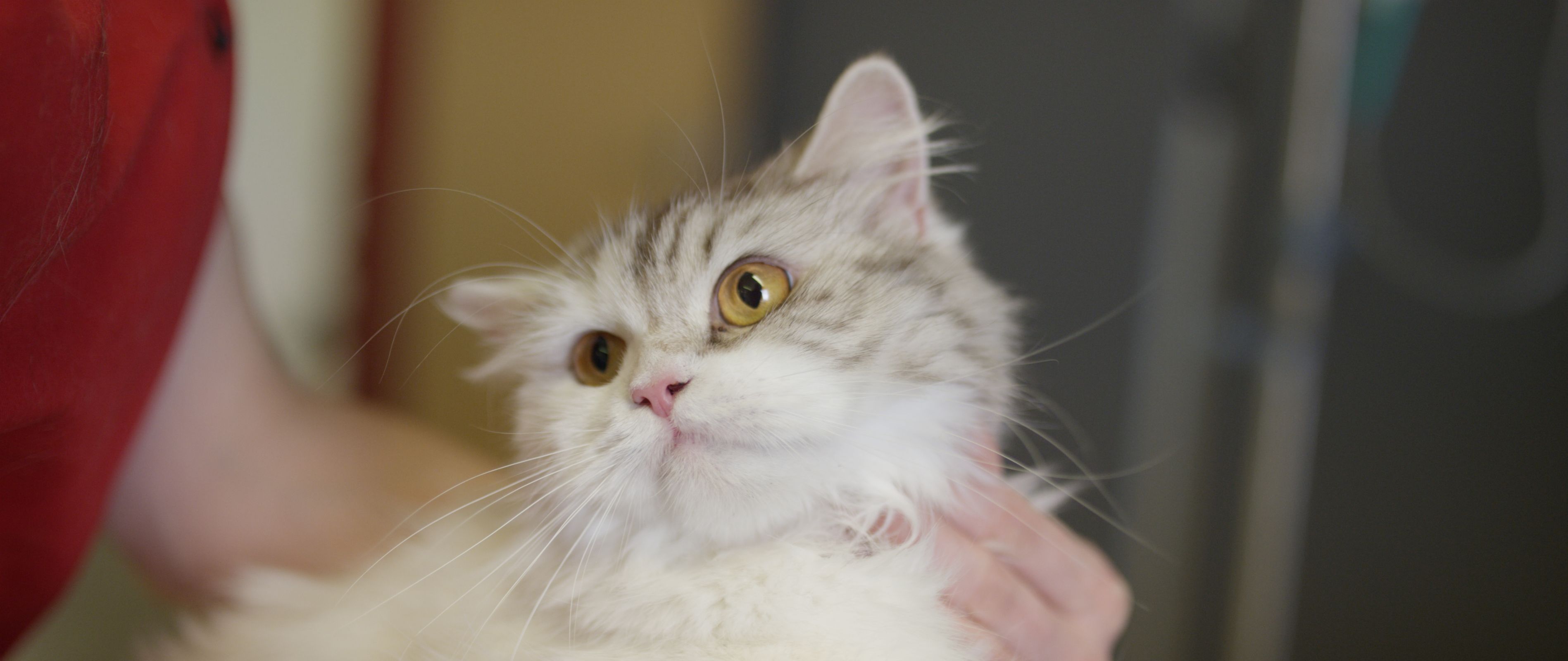 Bilder Vétérinaire des Plaines-du-Loup