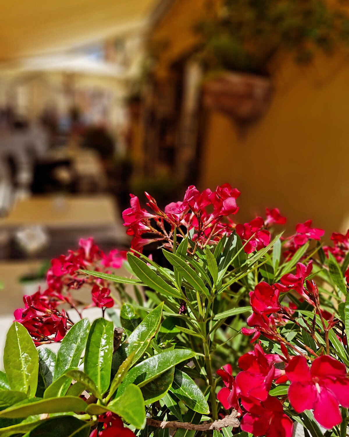 Ristorante La Mi Casa