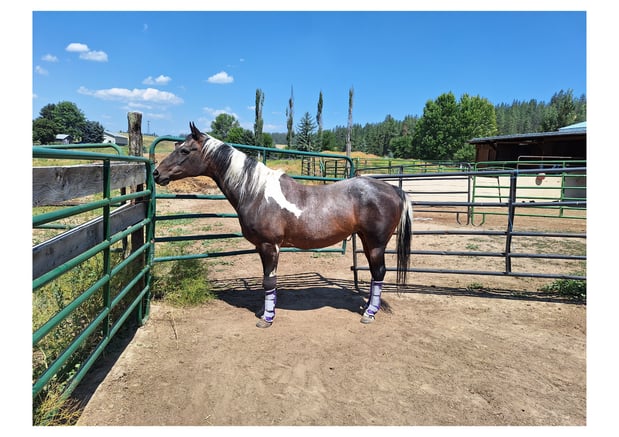 Images Painted Mountain Ranch, LLC