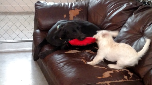 Images Our Home Doggy Daycare & Boarding