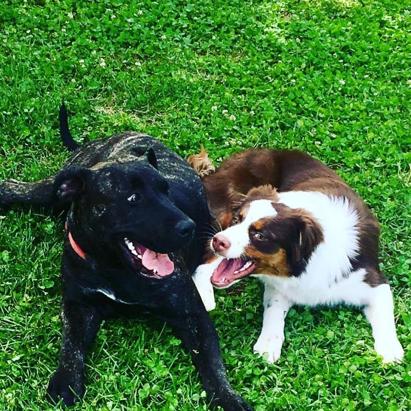 Images Dogland Centro Cinofilo