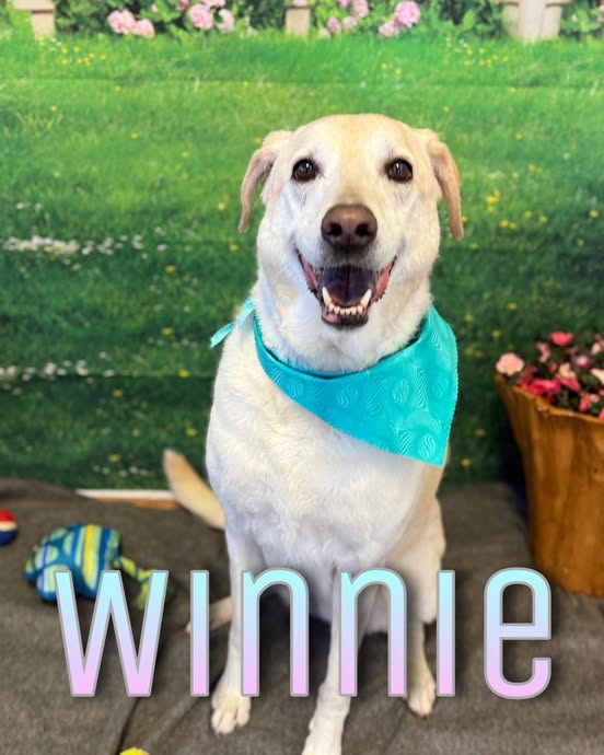 A medium shot of a light-colored dog, identified as Winnie, sits on a gray surface in front of a backdrop of a grassy field with pink flowers. Winnie is wearing a teal bandana around its neck and is looking directly at the camera with its mouth open in a smile. To the left, there are dog toys, and to the right, a wooden planter filled with pink flowers. The name "WINNIE" is displayed in large, gradient text across the bottom of the image.