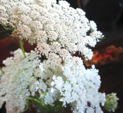 Images De Voe Floral