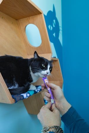 Images PetVet365 Pet Hospital Denver / University