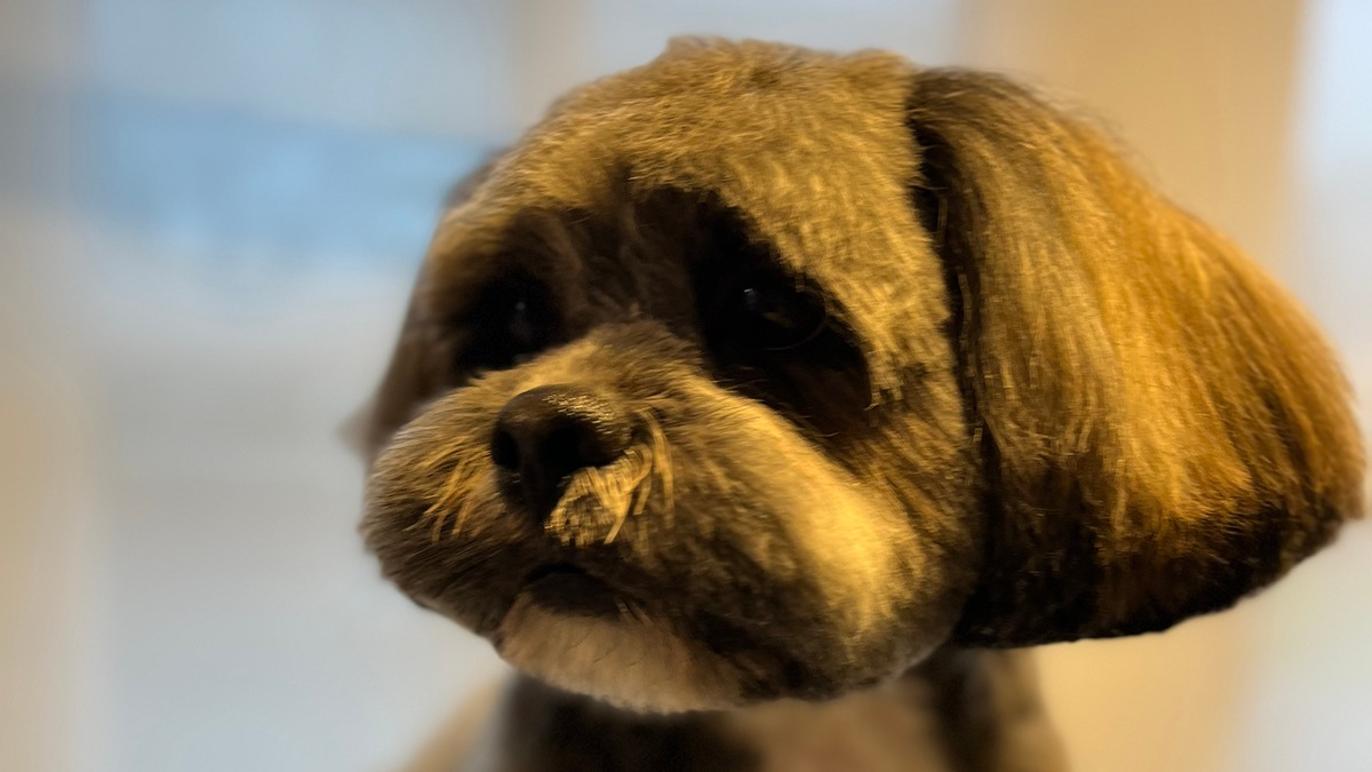 Images Vibes Lille Hundesalon