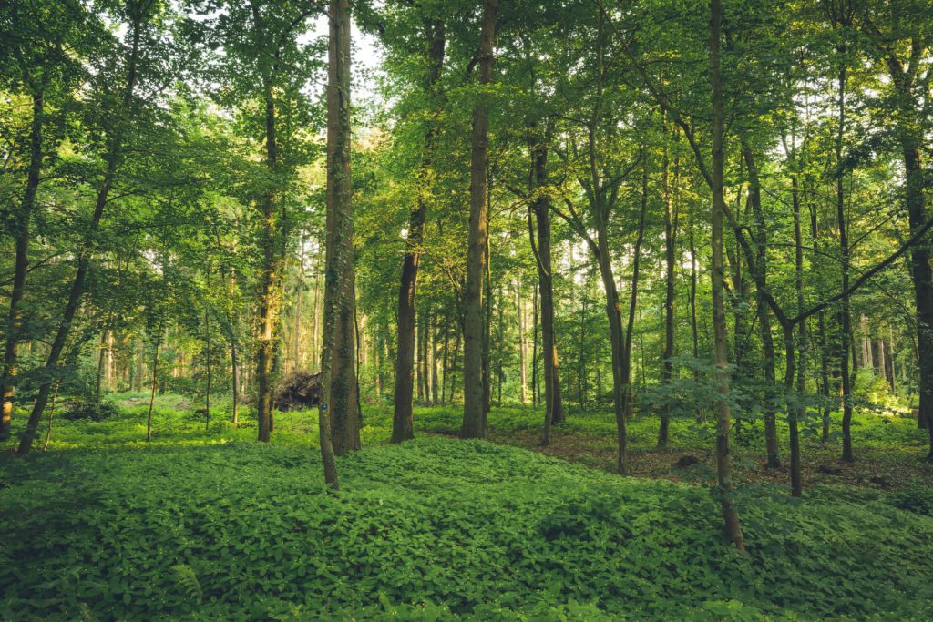 Waldfriedhof Eickhof im Nienburger Land (Büro), Lönsweg 2 A in Liebenau