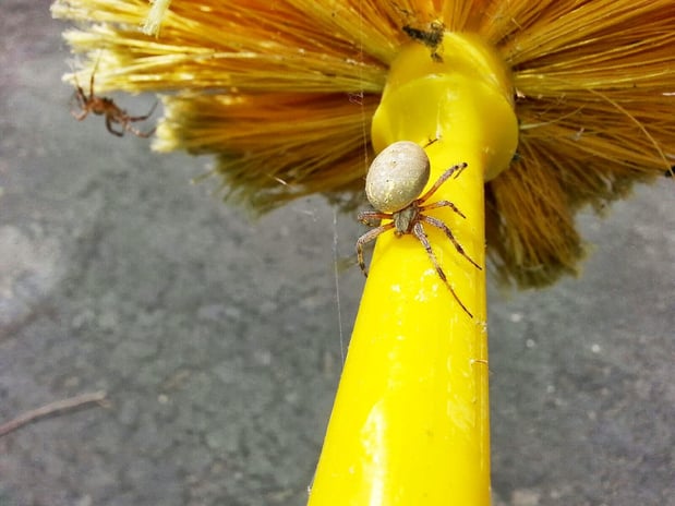 Images Barrier Pest Control