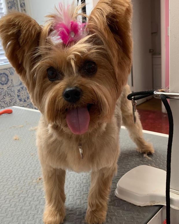 Images Woof Gang Bakery & Grooming Sarasota