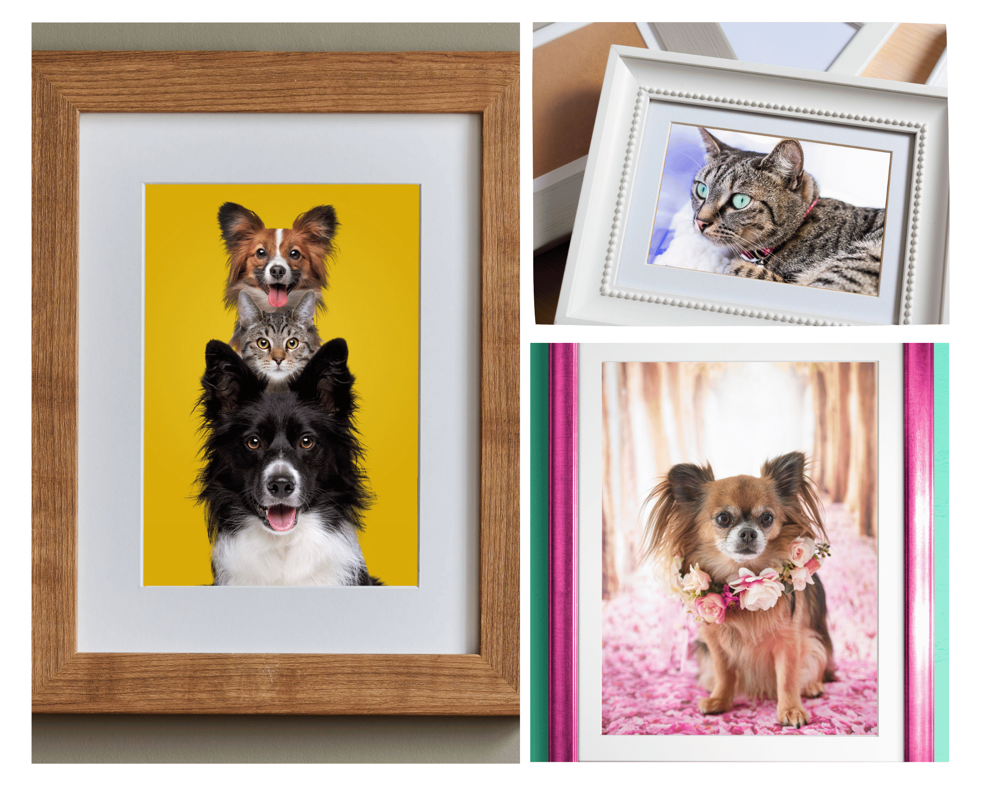 Match their personality
When you’re choosing how to frame your pet photo, match their personality. Warm wood frames pair beautifully with cozy, homebody cats and cuddly mutts. Or choose a colorful frame to accentuate the portrait. Modern, metal, or black frames complement your sleek, elegant felines.