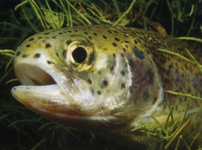 Gasthof Pontiller, Marktstraße 17 in Oberdrauburg