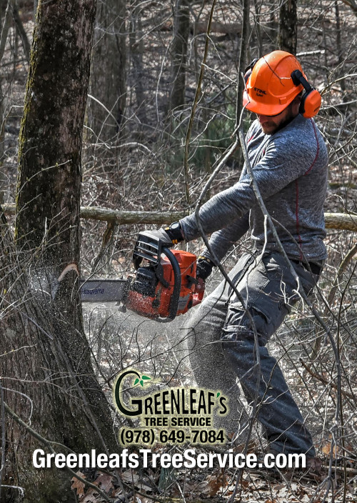 Greenleaf's Tree Service Photo