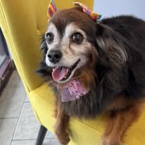 Lux Fur Pet Salon Image