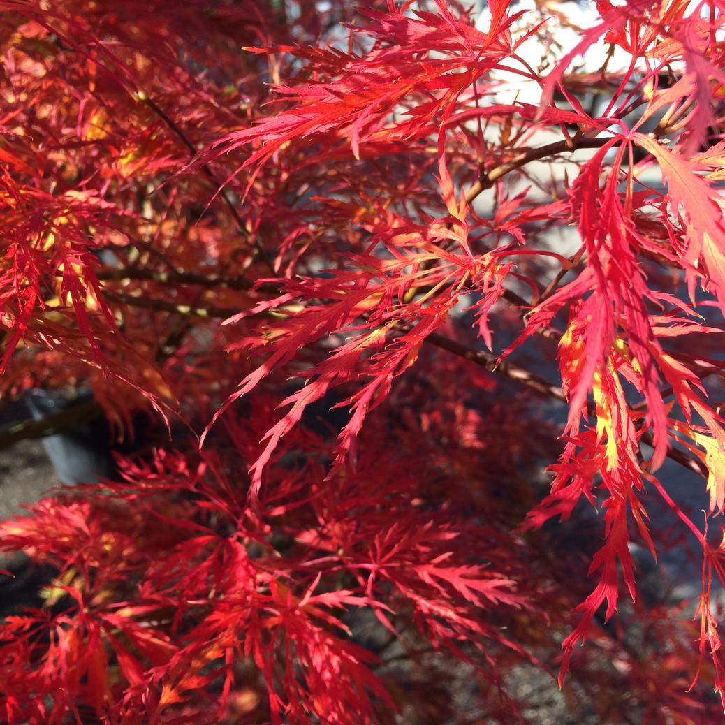 Kummer Gartenbau, Gibliz 391 in Uetendorf