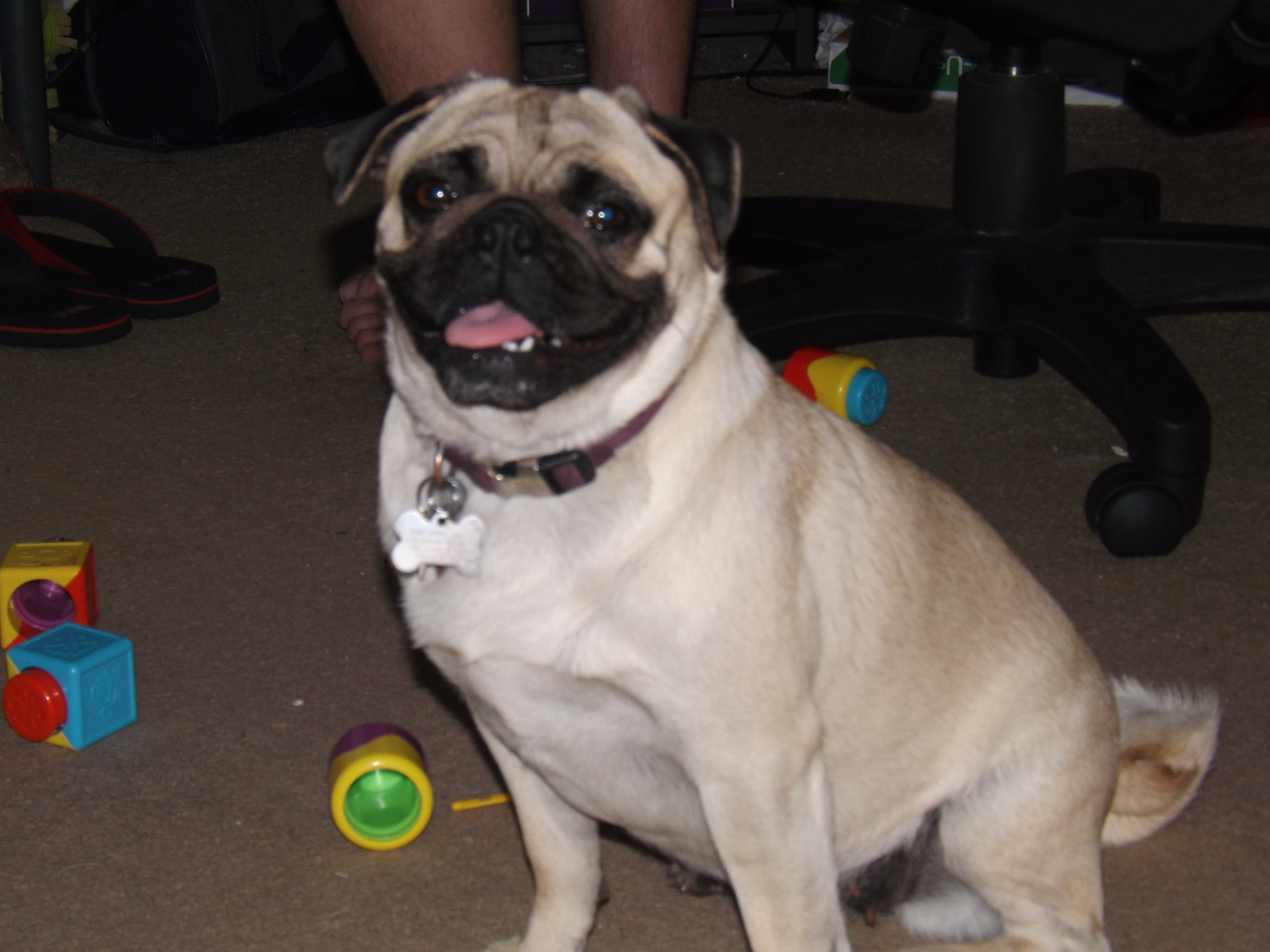 Sand Mountain Pugs