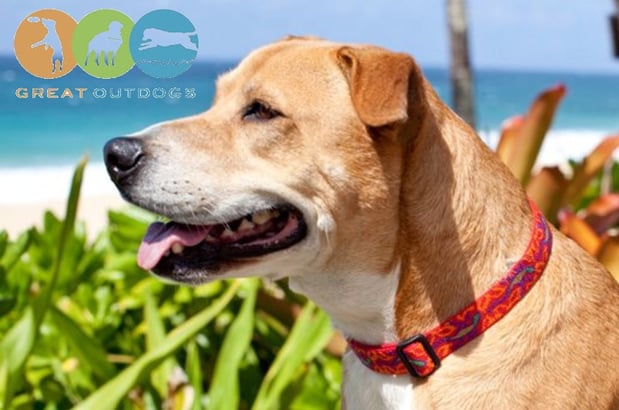 Images Great Outdogs