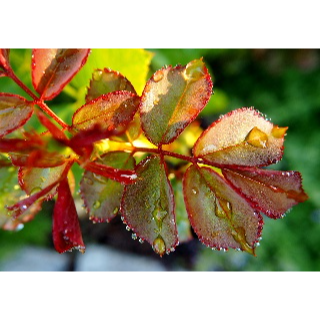 Trauerrednerin Maike Burghardt, Apothekenweg 6 A in Sickte