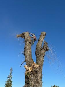 4 Winds Tree Service - Tree pruning