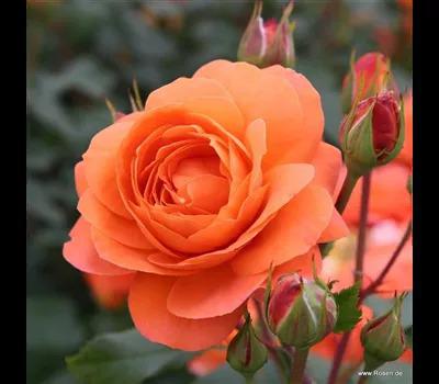 Rose 'Phoenix'_Zanker Gartenbau