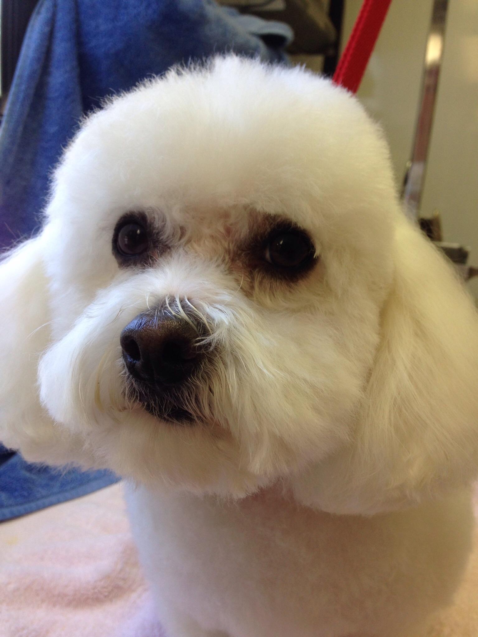 Valentine Mobile Dog Grooming