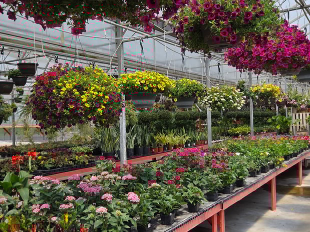 Images Sunny Spot Nursery