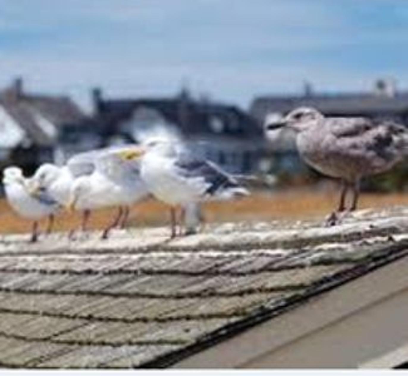 Images Skyddsjakt i Skåne