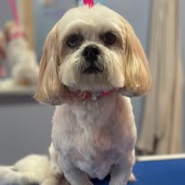 Lux Fur Pet Salon Image