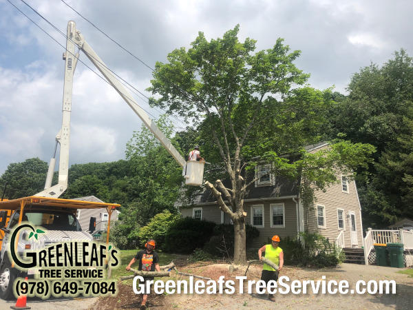 Greenleaf's Tree Service Photo