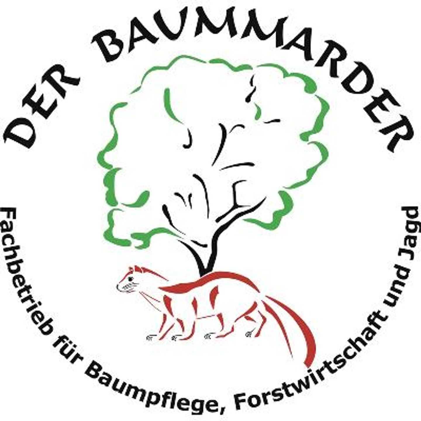 Der Baummarder, Schwethelm  