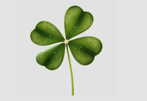 100% Organic Fertiliser Certified by the Irish Department of Agriculture